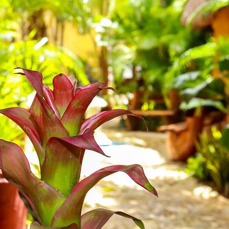 Hotel Bosque Caribe, 5Th Av. Zone Playa del Carmen Exterior photo
