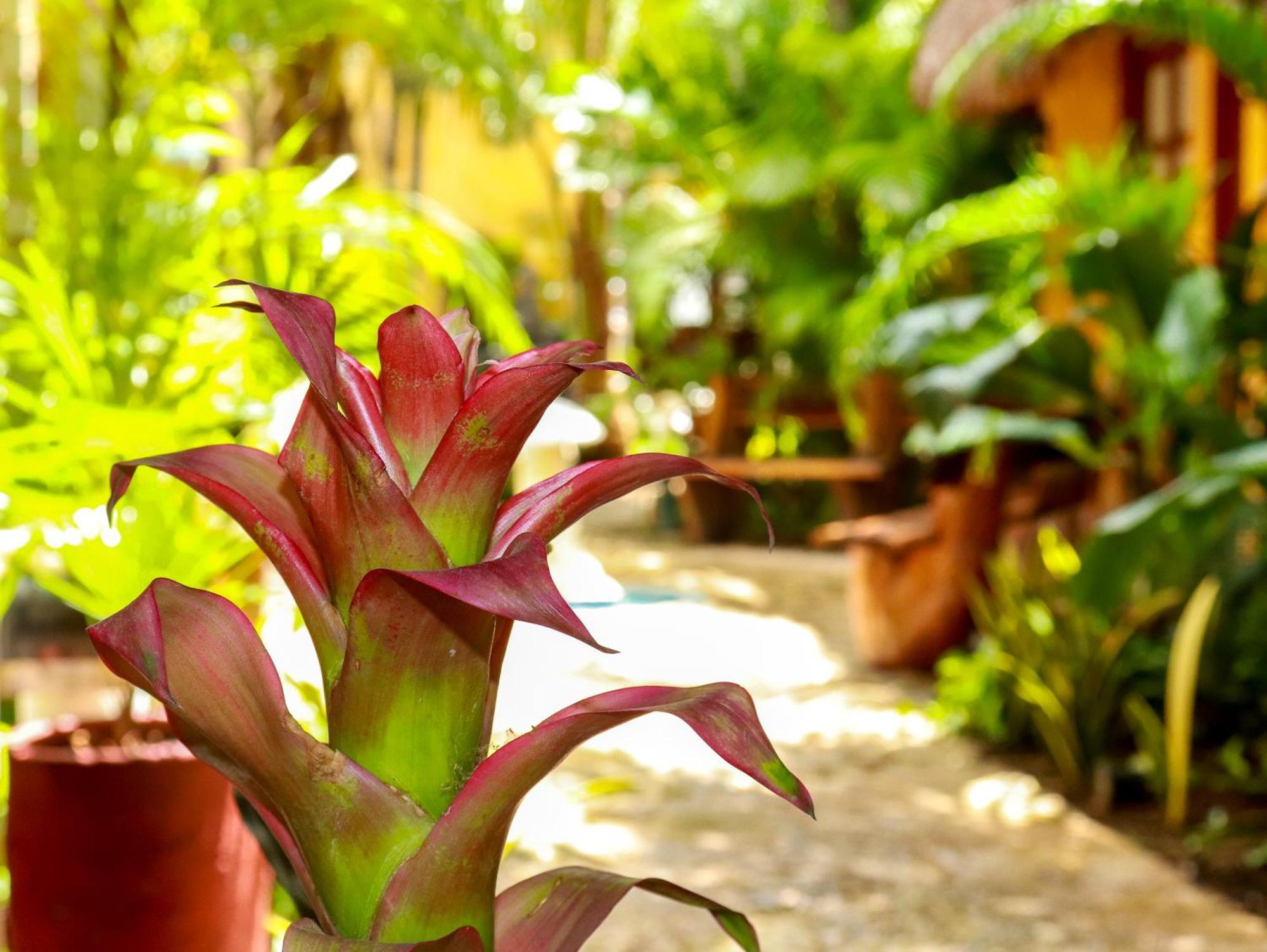 Hotel Bosque Caribe, 5Th Av. Zone Playa del Carmen Exterior photo
